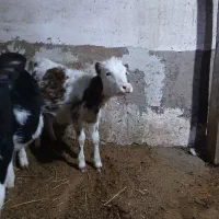 گوساله نر وماده|حیوانات مزرعه|ویلکیج, |دیوار