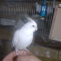 عروس هلندی آلبینو فروش و معاوضه|پرنده|کرج, خرمدشت|دیوار