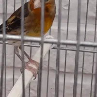 سهره قناری دو ساله دهن مخلوط