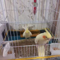 جفت عروس هلندی