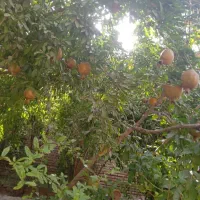 خانه ویلای قدیمی گنبدی