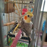 عروس هلندی سخنگو وعادی یک جفت طوطی برزیلی|پرنده|آبیک, |دیوار