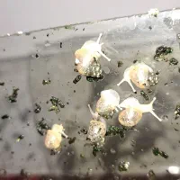 حلزون  سایز  کوچک