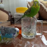 یک جفت مرغ عشق اهلی