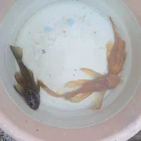 کت پوزه بوته ای مولد|ماهی|تهران, اسفندیاری|دیوار