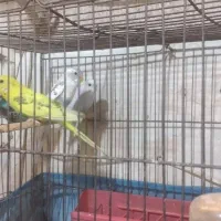 چهار عدد مرغ عشق