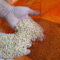 تخم جو هاشمی درجه یک