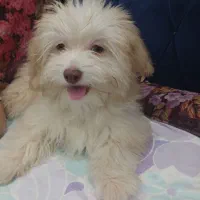 پسر خوشگل زیبا بازیگوش