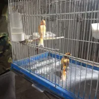 قناری نر وماده|پرنده|تربتحیدریه, یحیی آباد|دیوار