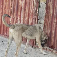 واگذاری سگ سرابی