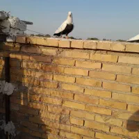 طلسمی نر عروسک
