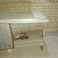 لانه مرغ