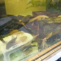 کت فیش پوزه بوته ایی