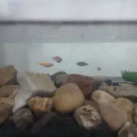 اکوایوم با ماهی|ماهی|خرم‌آباد, |دیوار