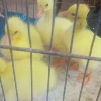 جوجه قو غاز