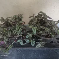 حراج گل|گل و گیاه طبیعی|اصفهان, پوریای ولی|دیوار