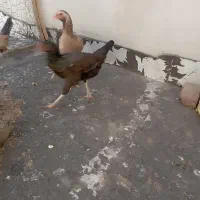 تعدادی مرغ خروس به قیمت مناسب|حیوانات مزرعه|سراوان, |دیوار
