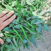 تولید انواع نشا صیفیجات|خدمات باغبانی و درختکاری|کهنوج, |دیوار