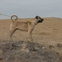 توله ماده اصیل سرابی|سگ|اردبیل, |دیوار