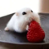 انواع نژاد همستر بندانگشتی کمپل سوری وسایل بازی|موش و خرگوش|اصفهان, غدیر|دیوار