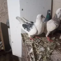 ۳ عدد کبوتر اهوازی