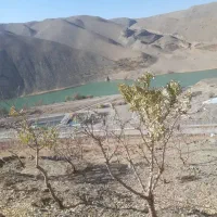 فروش-زمین-باغی