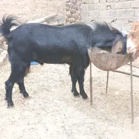 گوسفند نر