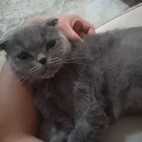 گربه اسکاتیش