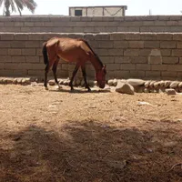 فروش ۷راس اسب مادیان ونریان وکره
