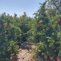 باغ ویلا|فروش خانه و ویلا|تهران, بازار|دیوار