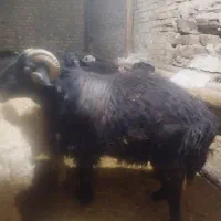 قوچ|حیوانات مزرعه|ساروق, |دیوار