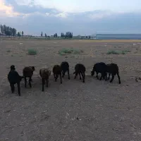 8 راس .بره قره قزل و قزل افشار