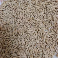 جو بذری.سیاه دانه درجه یک بوجاری شده