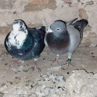 مسافتی|پرنده|اهر, |دیوار