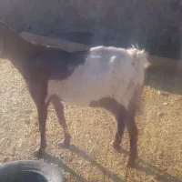 بز پاکستانی اصل و بز دورگ