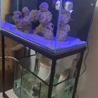 آکواریوم آب شور با همه مطلقات فروش فوری