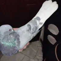 کفتر سبز دم سفید ماده