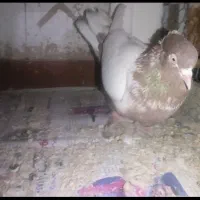 کبوتر پرشی|پرنده|فولادشهر, B5|دیوار