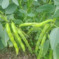 فروش باقلا یک هکتار