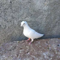 کبوتر|پرنده|چناران, |دیوار