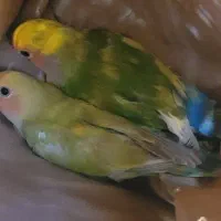 برزیلی ۲ماهه