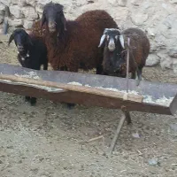 بره گشتی|حیوانات مزرعه|بروجن, |دیوار