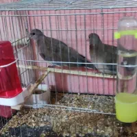 ....|لوازم جانبی حیوانات|سراوان, |دیوار