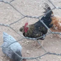 خروس سیاه|حیوانات مزرعه|آشتیان, |دیوار