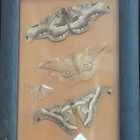 تابلو|تابلو، نقاشی، عکس|رشت, کوی غلام نیا|دیوار