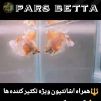 ماهی فایتر و لوازم تکثیر