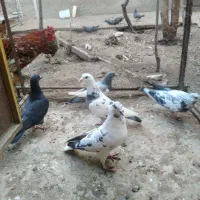 کبوتر|پرنده|اردبیل, |دیوار