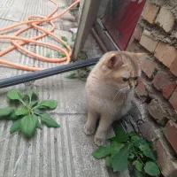 گربه گمشده بریتیش