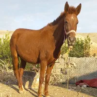 مادیون ۵ساله اصیل