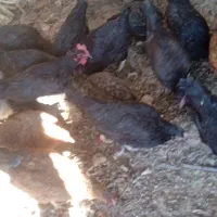 27عدد مرغ و2عدد غاز|حیوانات مزرعه|کوهرنگ, |دیوار